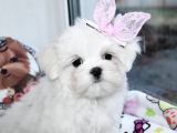 Maltese Mini Boy Sevimli Yavrular