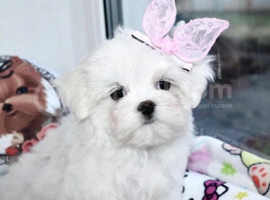 Maltese Mini Boy Sevimli Yavrular görsel