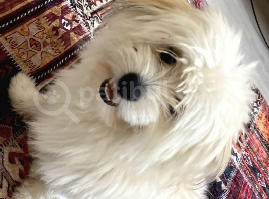 15 Aylık Erkek Maltipom görsel