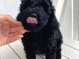 Muhteşem Black Toypoodle Bebi̇şler