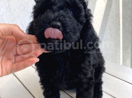 Muhteşem Black Toypoodle Bebi̇şler görsel