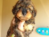 Nadi̇r Bulunan Blackten Toy Poodle Yavrum