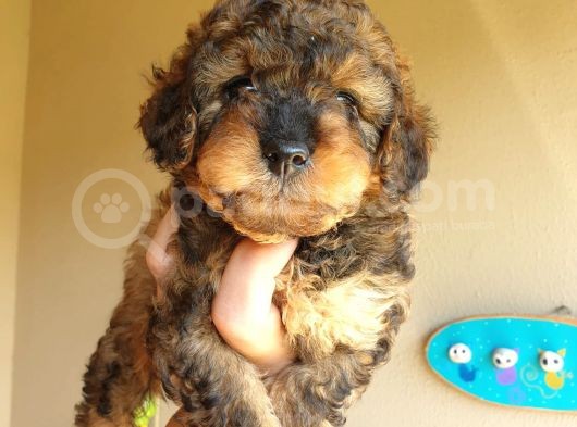 Nadi̇r Bulunan Blackten Toy Poodle Yavrum