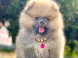 Safkan Pomeranian Boo Yavrular