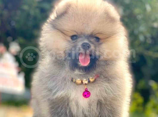 Safkan Pomeranian Boo Yavrular görsel