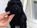 Muhteşem Black Toypoodle Bebi̇şler