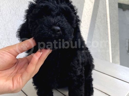 Muhteşem Black Toypoodle Bebi̇şler görsel