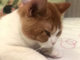 1 Yaşında Erkek British Shorthair