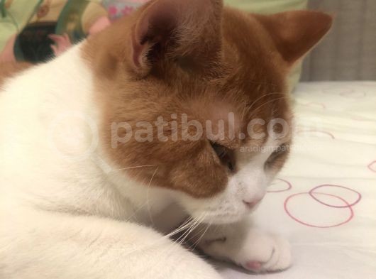 1 Yaşında Erkek British Shorthair görsel