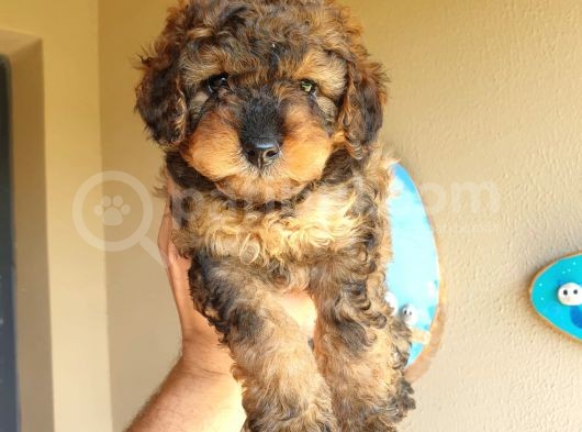 Nadi̇r Bulunan Blackten Toy Poodle Yavrum görsel