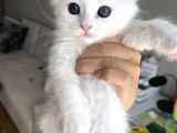 Melez British Shorthair Yavrularımız Sahiplendirilecektir