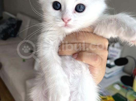 Melez British Shorthair Yavrularımız Sahiplendirilecektir