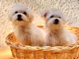 Sevimli Maltese Terrier Dişi Yavrularımız