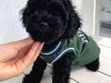 Muhteşem Black Toypoodle Bebi̇şler
