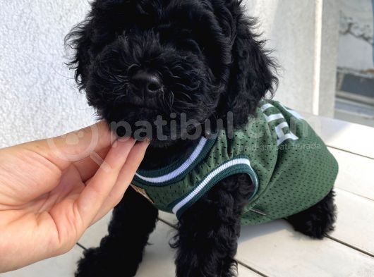 Muhteşem Black Toypoodle Bebi̇şler görsel