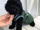 Muhteşem Black Toypoodle Bebi̇şler