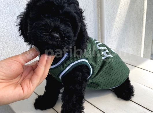 Muhteşem Black Toypoodle Bebi̇şler görsel
