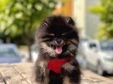 Safkan Pomeranian Boo Yavrular