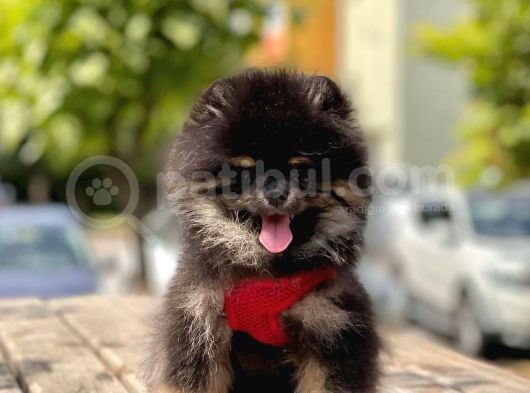 Safkan Pomeranian Boo Yavrular görsel