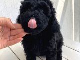 Muhteşem Black Toypoodle Bebi̇şler