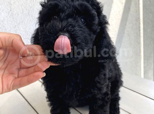 Muhteşem Black Toypoodle Bebi̇şler görsel
