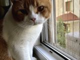 1 Yaşında Erkek British Shorthair