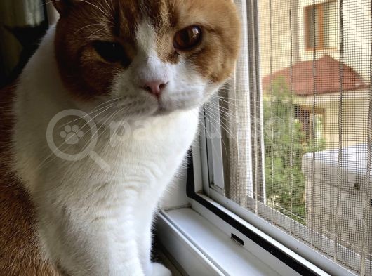 1 Yaşında Erkek British Shorthair görsel