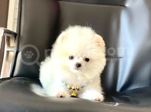 Safkan Pomeranian Boo Yavrular görsel