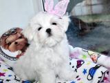 Maltese Mini Boy Sevimli Yavrular