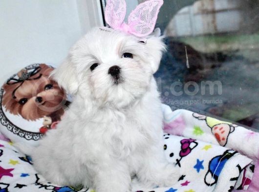 Maltese Mini Boy Sevimli Yavrular