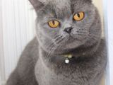 Britishorthair Dişi