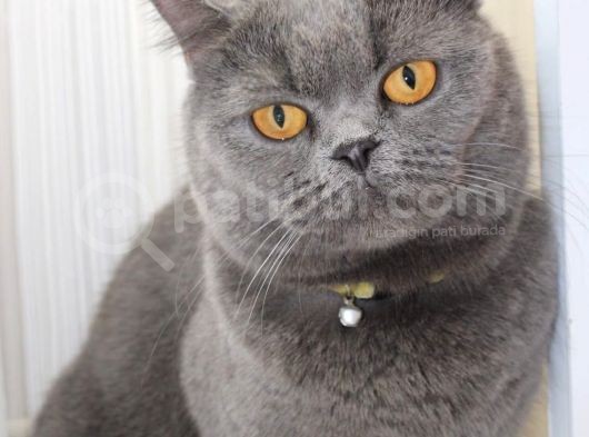 Britishorthair Dişi