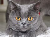 Britishorthair Dişi