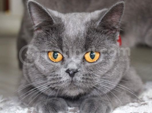 Britishorthair Dişi görsel