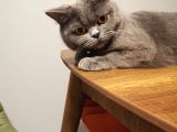 Britishorthair Dişi