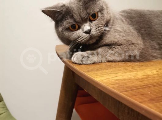 Britishorthair Dişi görsel