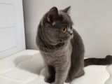 Britishorthair Dişi