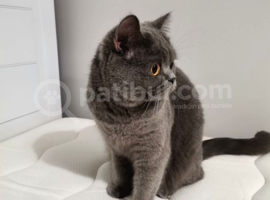 Britishorthair Dişi görsel