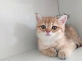 Golden British Shorthair Erkek
