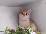 Golden British Shorthair Erkek