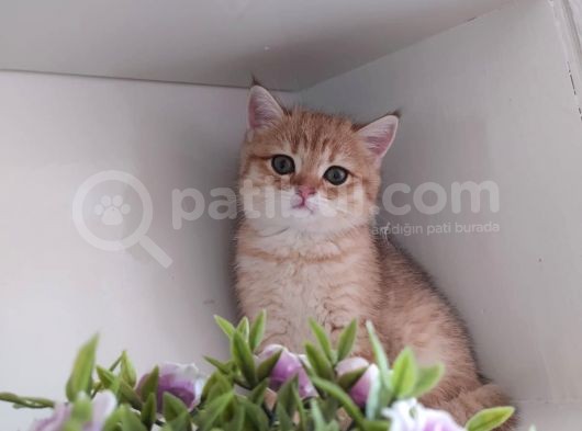 Golden British Shorthair Erkek görsel