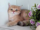 Golden British Shorthair Erkek