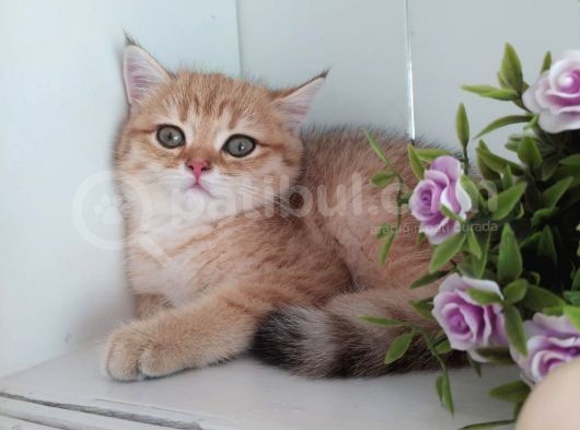 Golden British Shorthair Erkek