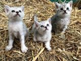 Silver Tabby Yavrular