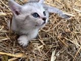 Silver Tabby Yavrular
