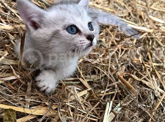 Silver Tabby Yavrular