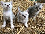 Silver Tabby Yavrular