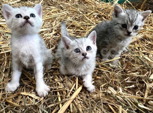 Silver Tabby Yavrular görsel