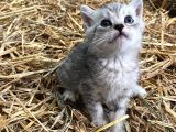 Silver Tabby Yavrular