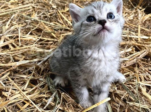 Silver Tabby Yavrular görsel